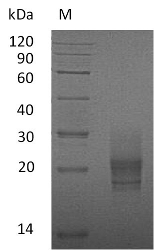 Mouse Csf2 protein