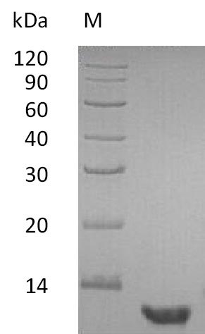 Human EGF protein