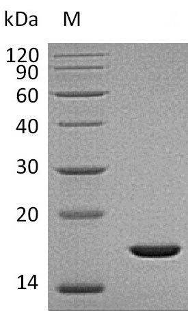 Human FGF2 protein