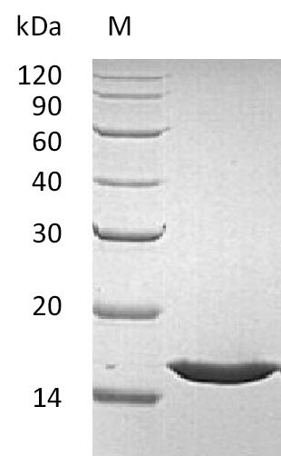 Human FGF1 protein