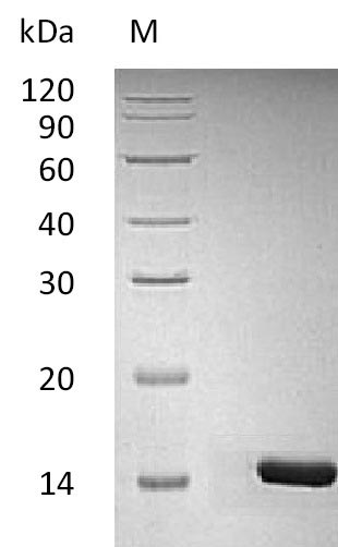 Human BDNF protein