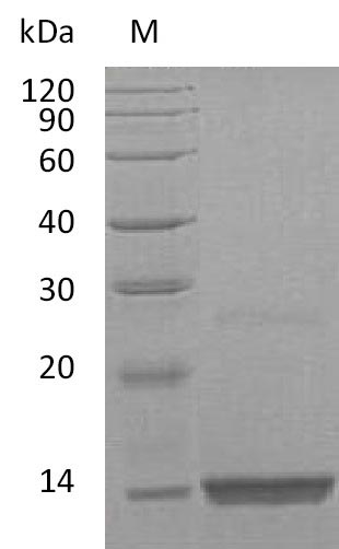 Human PDGF B protein