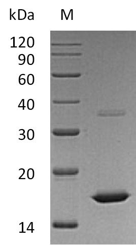 Human FGF2 protein