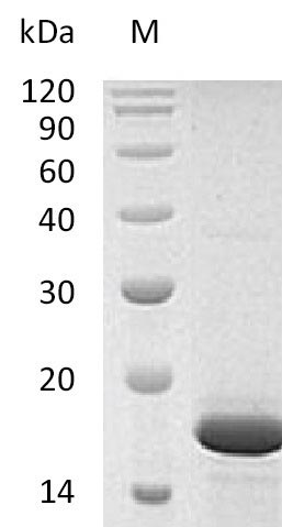 Human FGF2 protein