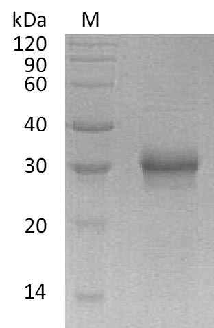 Human FGF17 protein