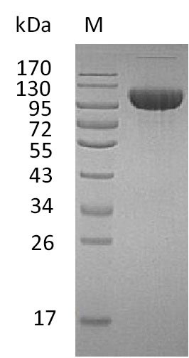 Human FGFR3 protein