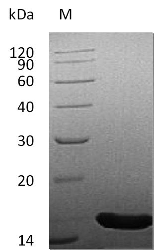 Human FGF4 protein