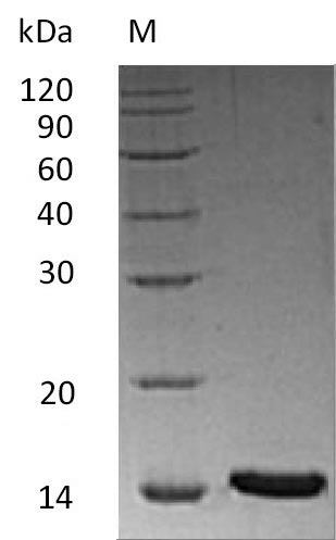Human INHBA protein