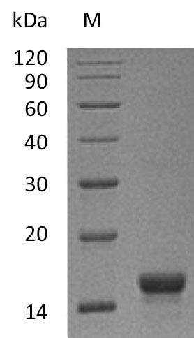 Mouse Kitlg protein