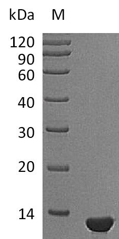 Mouse Ngf protein