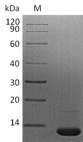 Mouse TGF beta 1 protein