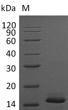 Mouse PDGF B protein
