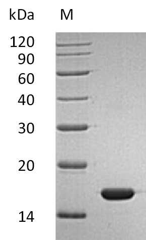 Human IFNA2 protein