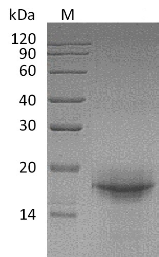 Mouse Il33 protein