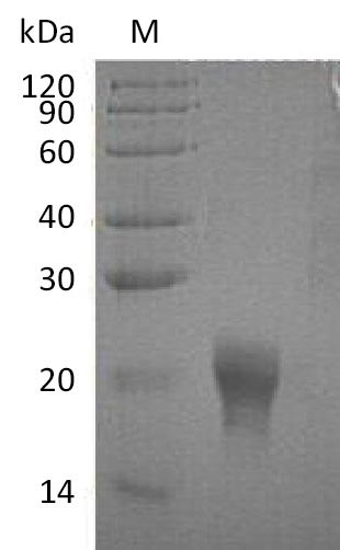 Human IL5 protein