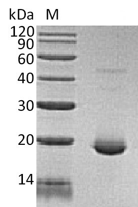 Human IL6 protein