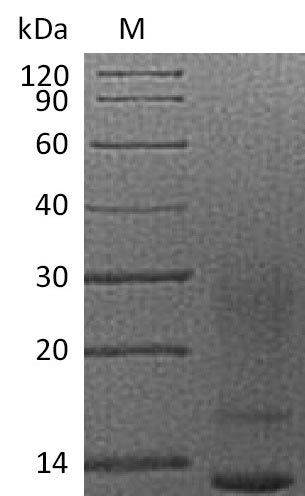 Human IL13 protein