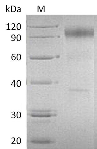 Human IL23R protein