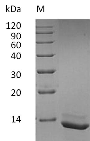Human IL15 protein