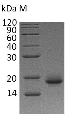 Human IL4 protein