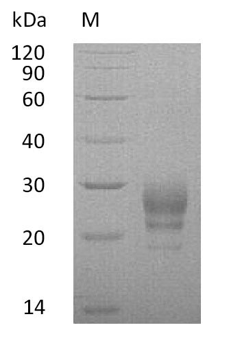 Human IL7 protein