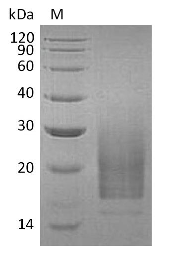 Human IL3 protein