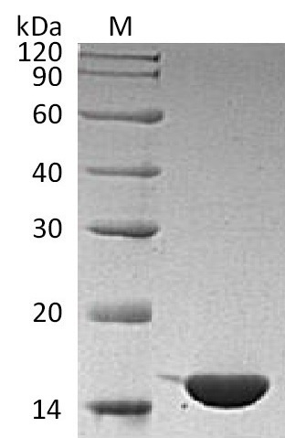 Human IL36G protein