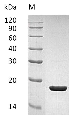 Human IL1RA protein