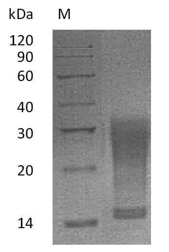 Mouse IL13 protein