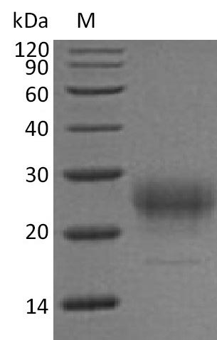 Mouse Il7 protein