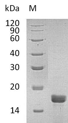Mouse Il2 protein