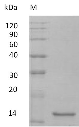 Mouse Il10 protein