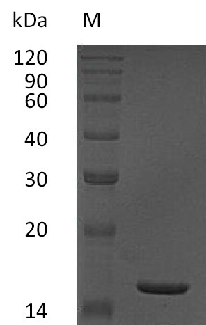 Human TNF protein