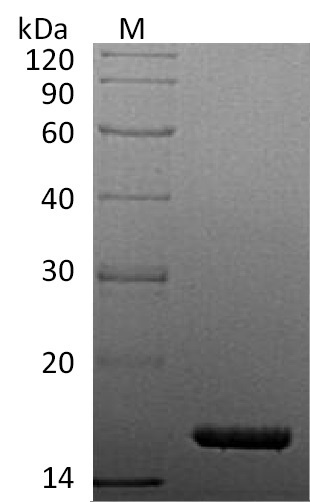 Human TNF protein