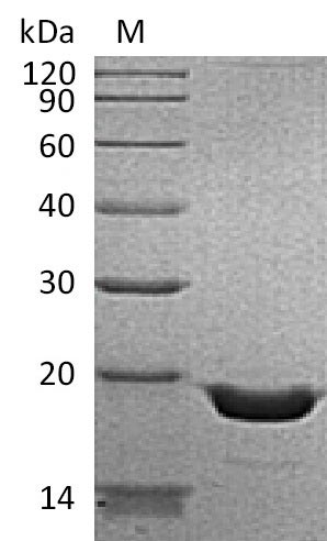 Human TNF protein