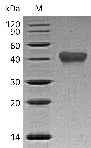 Human TNFRSF1B protein