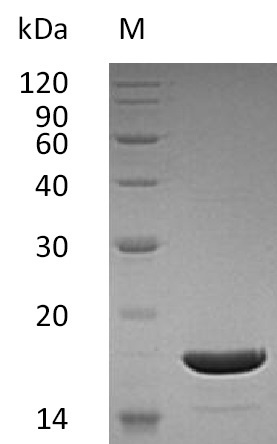 Human TNFSF10 protein