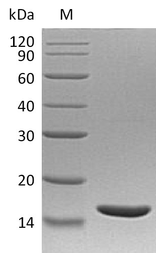 Human LTA protein