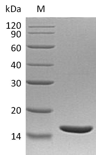 Human LTA protein
