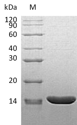 Mouse Tnf protein