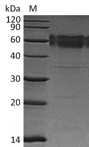 Mouse Tnfrsf10b protein