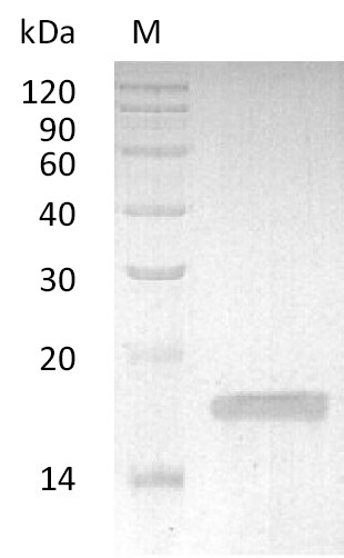 Rabbit TNF protein