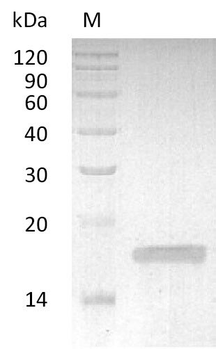 Rabbit TNF protein