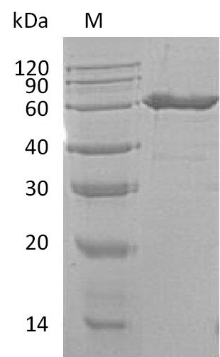 Mouse Nt5e protein