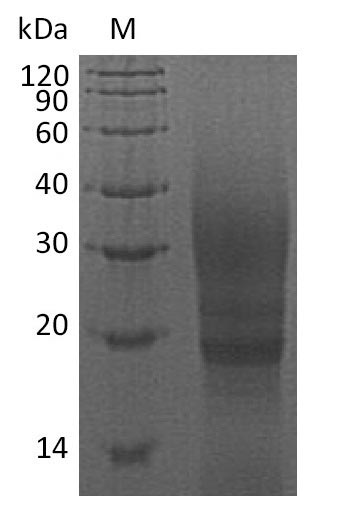 Guinea pig CTLA4 protein