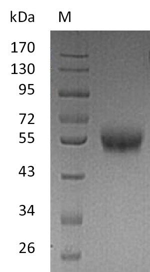 Human TNFRSF9 protein