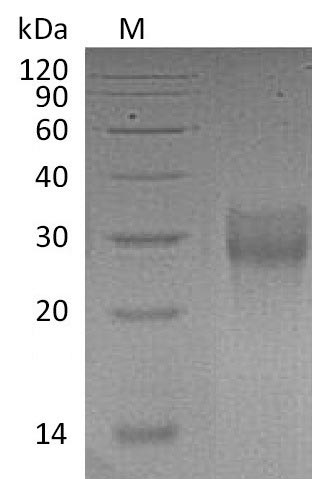 Human TNFRSF9 protein