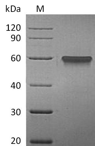 Human TNFRSF9 protein