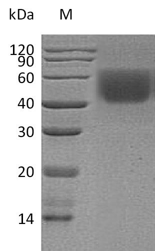 Human CD86 protein
