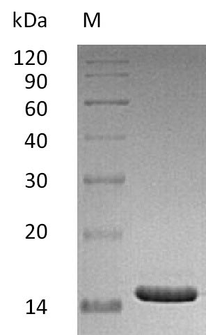 Human CD40LG protein